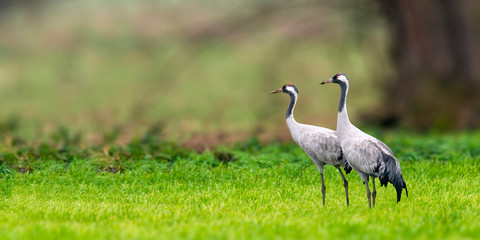 Cranes on green winter meadow