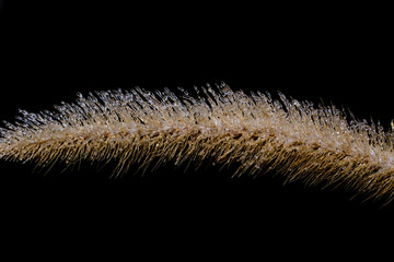 Frozen foxtail on black background