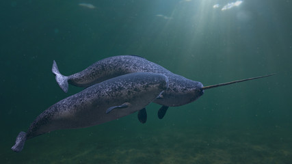 Narwhal couple, two Monodon monoceros swimming together in the ocean - obrazy, fototapety, plakaty
