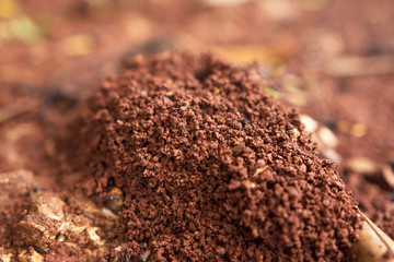 Close up of a Red Ground Anthill in the Rainforest