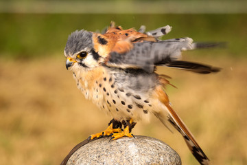 Common kestrel detailed close up of shaking up the feathers after a bath. Falconer training. 