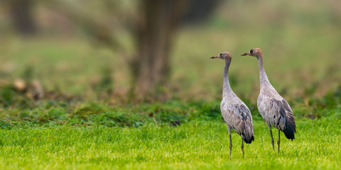 Obraz na płótnie Canvas Cranes on green winter meadow