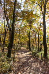 紅葉のある小路