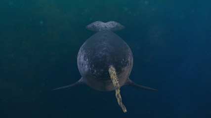 Narwhal, male Monodon monoceros swimming in the ocean, front view © dottedyeti