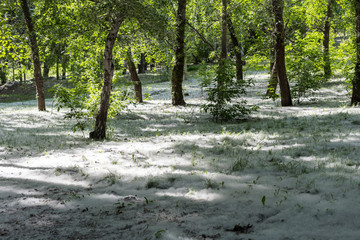 poplar fuzz in park