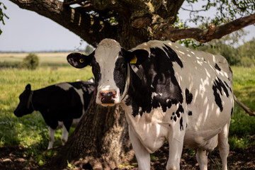 Cow under a tree in a field