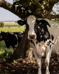 Cow in field under a tree