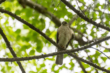 hawk on a branch