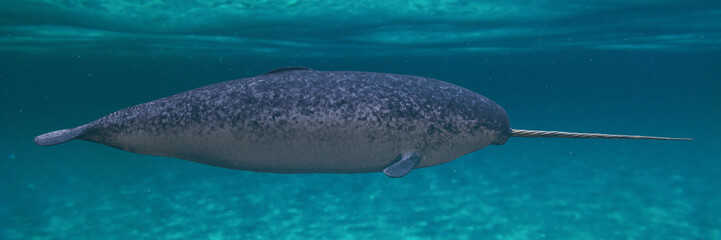 Narwhal, male Monodon monoceros swimming in the ocean, side view
