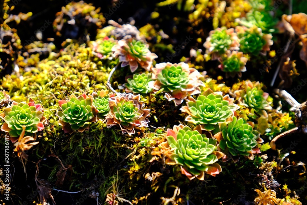 Wall mural Bunch of Aeonium, the tree houseleeks having sunlight shining on it.