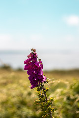 Purple flowers on background of blue sky