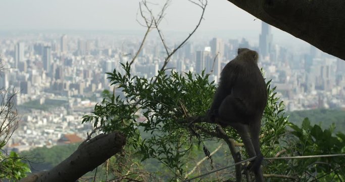 A Formosan Rock Macaque monkey in a tree looking at the city Kaohsiung, Taiwan. Cute animal relaxing in nature while natural habitat is restricted and endangered by humans and climate change.  4K.
