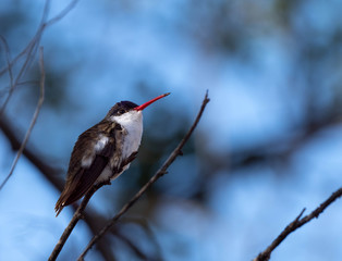 Birds of the Southwest Desert