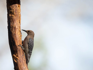 Birds of the Southwest Desert
