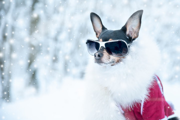 Dog  in luxury clothes, white fur and glasses in the winter forest. Active way of life, sport. Portrait of a dog in winter. Fashionable winter clothes on a dog, space for text