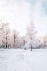 Obraz premium Beautiful winter Christmas landscape path leading to snow-covered trees at dawn. Seasonal features of winter