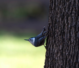 Birds of the Southwest Desert