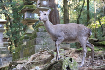 Nara Park in Nara Prefecture, Japan and the scenery of deer living in the park