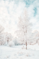 Beautiful winter Christmas landscape path leading to snow-covered trees at dawn. Seasonal features of winter