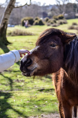 Hand touching the nose of a horse