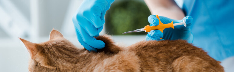 cropped view of veterinarian holding pet microchip syringe near red cat, panoramic shot