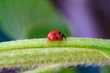 Asian lady beetle on twig near Minnesota River