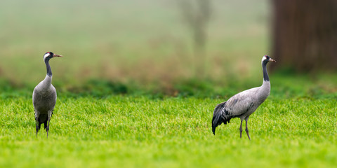 Obraz na płótnie Canvas Cranes on green winter meadow