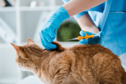 cropped view of veterinarian doing implantation of identification microchip to red tabby cat
