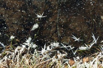Dendrite crystals formed on the icy surface of forest lake. Close-up,  beautiful natural phenomenon.