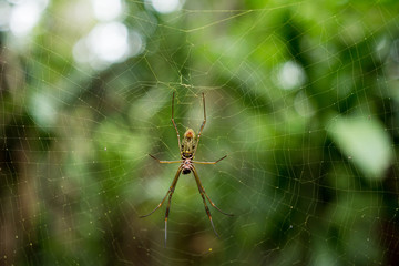 Close up of Nephila clavipes or Banana Spider