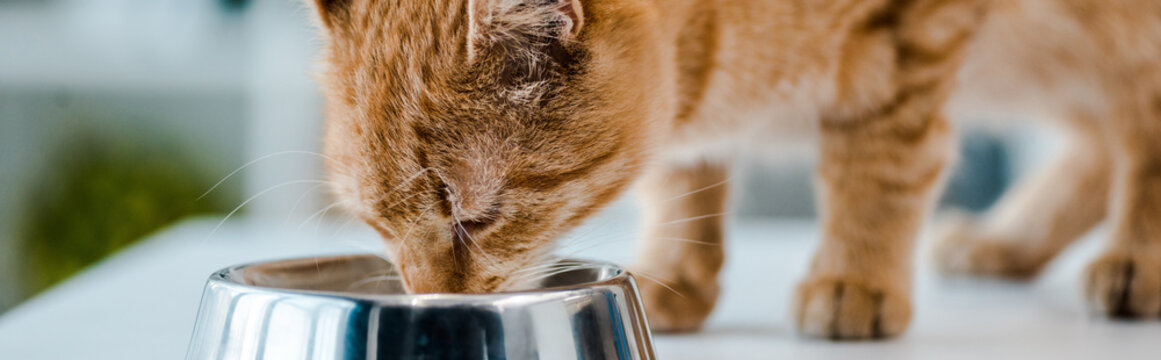 panoramic shot of cute red tabby cat eating from metal bowl in veterinary clinic