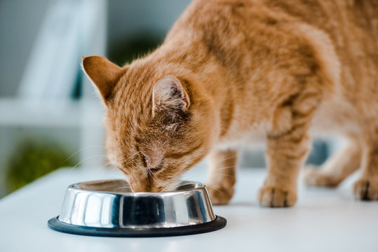Cute red tabby cat drinking from metal bowl in veterinary clinic