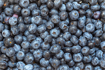 Fresh wet blueberries background with a moisture on a heap of berries.