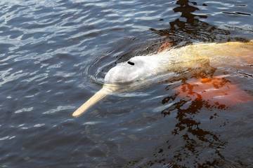amazon river dolphin or Boto (Inia geoffrensis) - Rio Negro, Amazon, Brazil, South America