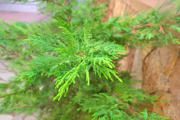 The American Larch tree captured close-up, with a wall on the background.