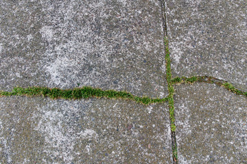 石壁から見える緑