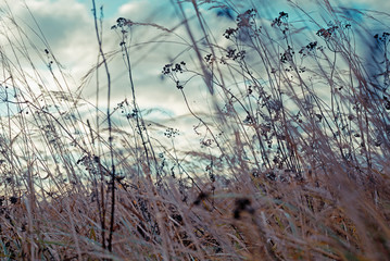 Autumn dry wild grass and different herbs on the meadow. Fall nature wildflower on clouds sky backround.