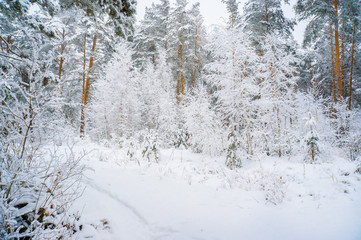 Beautiful pine forest in snowy frosty weather. Path in the forest. Christmas background