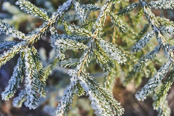 Fir branches covered with beautiful ice crystals in sunlight