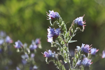 blueweed flower closeup