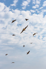 群れをなす鳶
