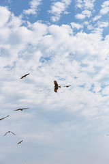 空を舞う鳶
