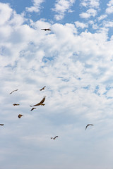 空を舞う鳶