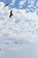 空を舞う鳶