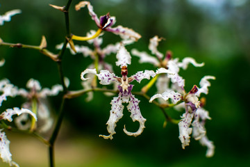 cirrhosum spotted, Oncidium orchiea