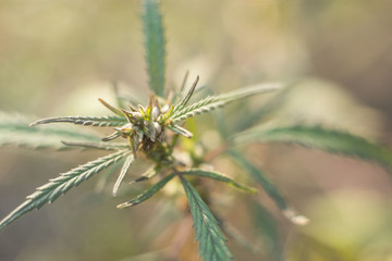 Closeup closeup of marijuana flowers in nature. Against the backdrop of the setting sun, in warm colors. Autumn landscape of medicinal mahiruana