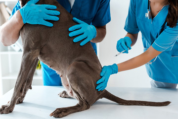 cropped view of veterinarian holding grey dog while colleague making vaccination