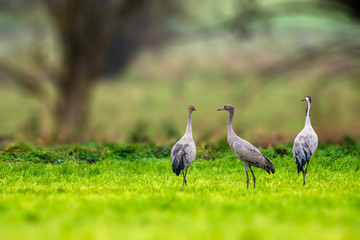 Obraz premium Cranes on green winter meadow