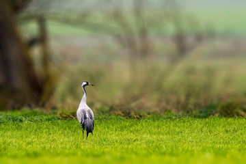 Fototapeta premium Cranes on green winter meadow