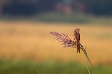 Jungle Babbler bird 